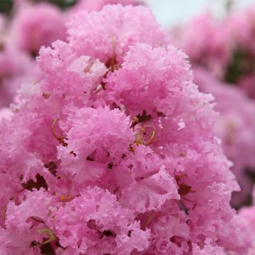 Chinesische Kräuselmyrte Soir d'Eté - Lagerstroemia