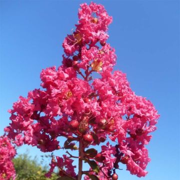 Chinesische Kräuselmyrte Souvenir d'André Desmartis - Lagerstroemia