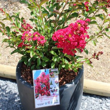 Chinesische Kräuselmyrte Terrasse Rouge - Lagerstroemia