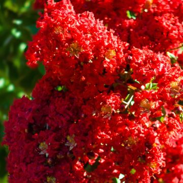 Chinesische Kräuselmyrte Victoria - Lagerstroemia