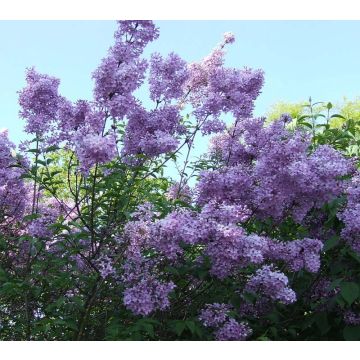 Chinesische Kräuselmyrte Violacea - Lagerstroemia