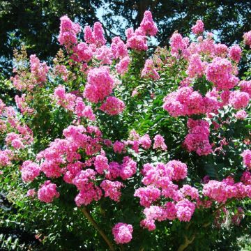 Lagestroemia indica World's Fair  - Lilas des Indes rose framboise