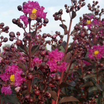 Chinesische Kräuselmyrte Rhapsody In Blue - Lagerstroemia