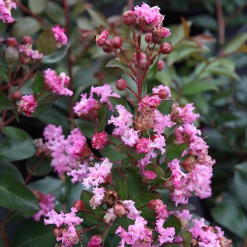 Lagerstroemia Mardi Gras - Lilas des Indes