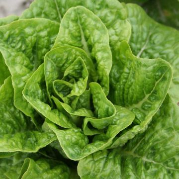 Kopfsalat Rougette de Montpellier