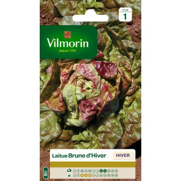 Winterkopfsalat Brune d'Hiver (Brauner Winter) - Vilmorin