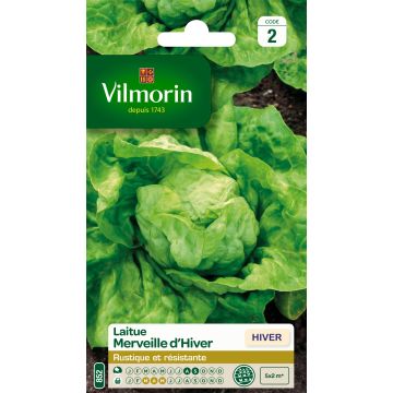 Winterkopfsalat Merveille d'Hiver - Vilmorin