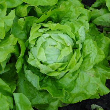 Laitue pommée Gotte de Loos - Lactuca sativa 