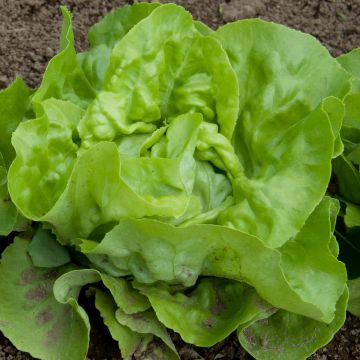 Kopfsalat Grand-mère à feuilles rouge