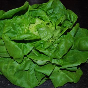 Kopfsalat Lilloise