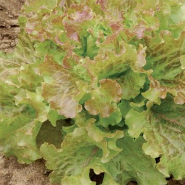 Kopfsalat Saint Antoine Bio - Ferme de Sainte Marthe