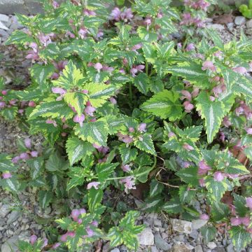 Lamium maculatum Anne Greenaway - Gefleckte Taubnessel