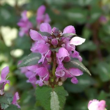 Lamium maculatum Chequers - Gefleckte Taubnessel