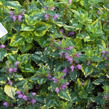 Lamium maculatum Golden Anniversary - Gefleckte Taubnessel