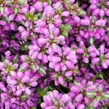 Lamium maculatum Pink Pewter - Gefleckte Taubnessel