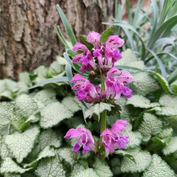 Lamium maculatum Purple Dragon - Gefleckte Taubnessel