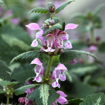 Lamium maculatum Roseum - Gefleckte Taubnessel