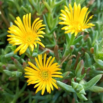 Lampranthus aurantiacus Yellow - Mittagsblume