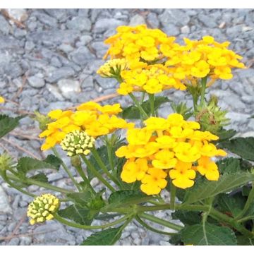 Lantana camara Chapel Hill Gold - Wandelröschen