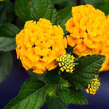 Lantana camara Chapel Hill Yellow - Wandelröschen