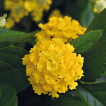 Lantana camara Lucky Yellow Improved - Wandelröschen