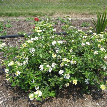 Lantana camara Chapel Sunny Side Up - Wandelröschen