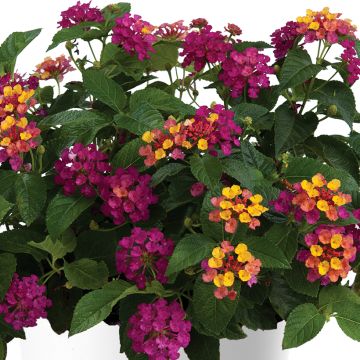 Lantana camara Gem Diva Pink - Wandelröschen