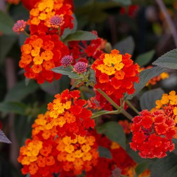 Lantana camara Shamrock Red - Wandelröschen