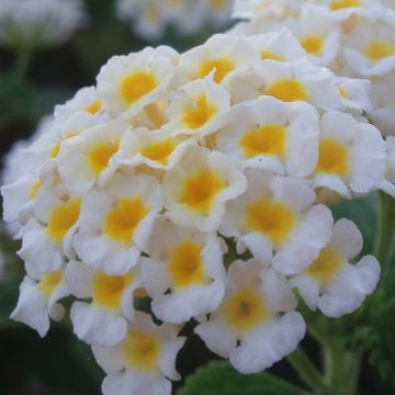 Lantana camara Evita White - Wandelröschen