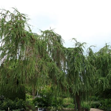 Larix decidua Pendula - Europäische Lärche