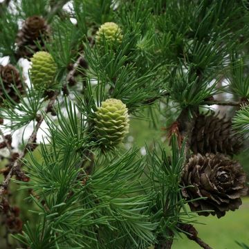 Larix kaempferi - Japanische Lärche