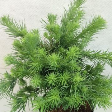 Larix kaempferi Blue Dwarf - Mélèze du Japon nain                      