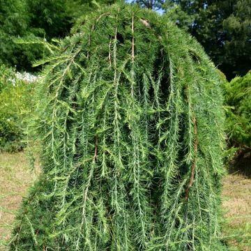 Larix kaempferi Boring Weeper - Japanische Lärche