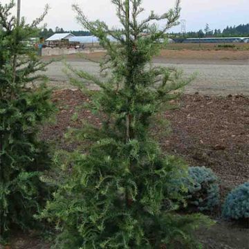 Larix kaempferi Diana - Japanische Lärche