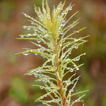 Mélèze du Japon nain Magic Gold - Larix kaempferi 