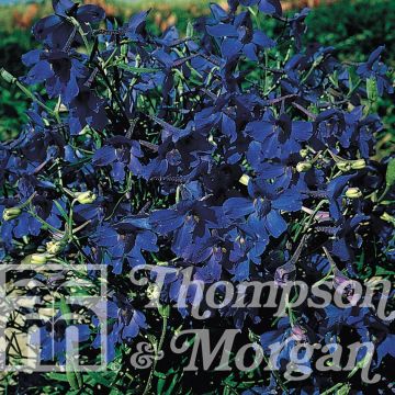 Graines de Delphinium Larkspur Gentian Blue - Pied d'Alouette annuel bleu