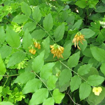 Lathyrus aureus - Gold-Platterbse