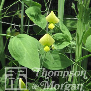 Lathyrus Lemonade (Samen)