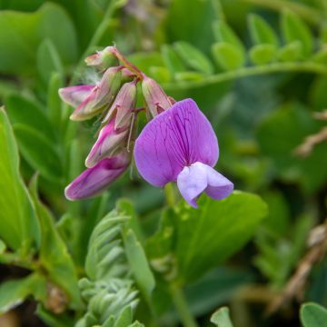 Lathyrus maritimus