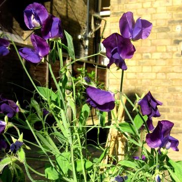 Duftwicke Matucana (Samen) - Lathyrus odoratus