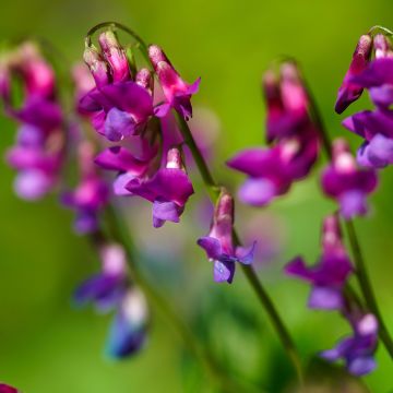 Lathyrus vernus - Frühlings-Platterbse