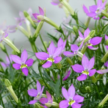 Isotoma axillaris Patti's Pink - Schein-Lobelie