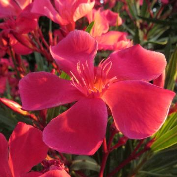 Laurier rose Papa Gambetta - Nerium oleander