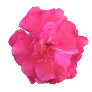 Laurier rose double Roseum Plenum - Nerium oleander