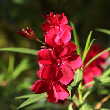 Oleander Scarlet Beauty - Nerium