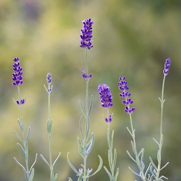 Lavandula angustifolia Hidcote (Samen) - Echter Lavendel