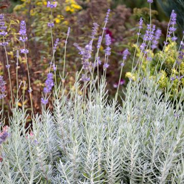 Lavandula Richard Gray - Lavendel