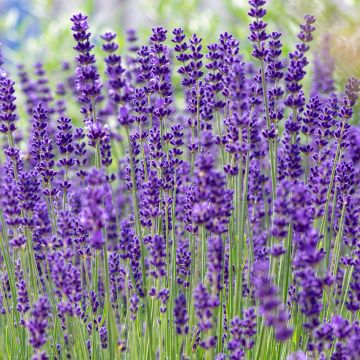 Echter Lavendel - Lavandula vera - angustifolia