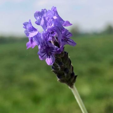 Lavandula pinnata var. pinnata - Kanarischer Lavendel