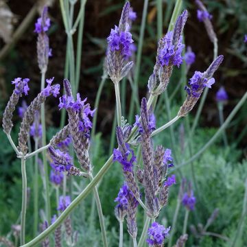 Lavandula pinnata var. pinnata - Kanarischer Lavendel